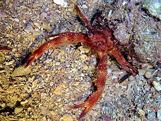 <i>Galathea intermedia</i> Species of crustacean