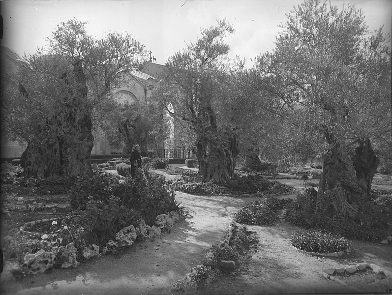 File:Garden of Gethsemane, Jerusalem LOC matpc.12174.jpg