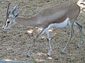 Saharawi dorcas gazelle (Gazella dorcas) at Barcelona Zoo