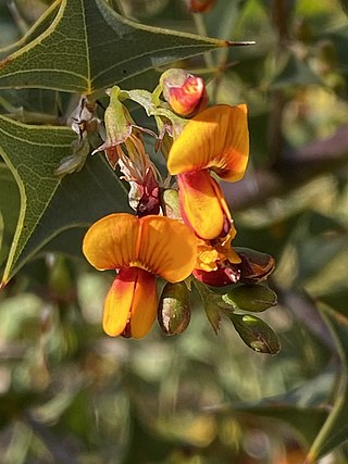 <i>Gastrolobium trilobum</i> Species of plant