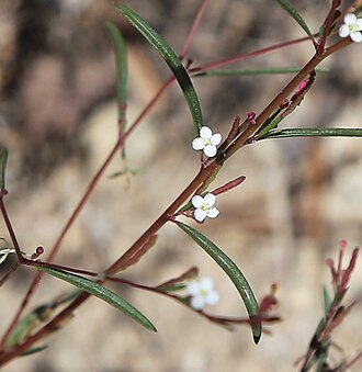 G. racemosum flowers close Gayophytum racemosum blackfoot groundsmoke flowers close.jpg