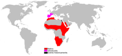 Genetin levinneisyys. Luontainen elinalue on punaisella, siirtoistutusalue violetilla ja sukupuuttoalue mustalla.