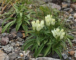 Gentiana algida トウヤクリンドウ