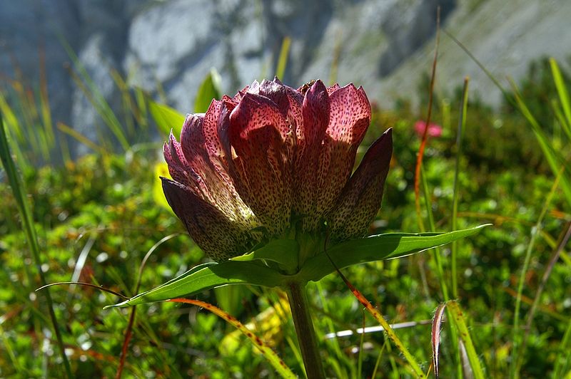 File:Gentiana pannonica PID1354-6.jpg