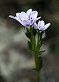 Gentianella corymbosa