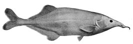 Genyomyrus donnyi