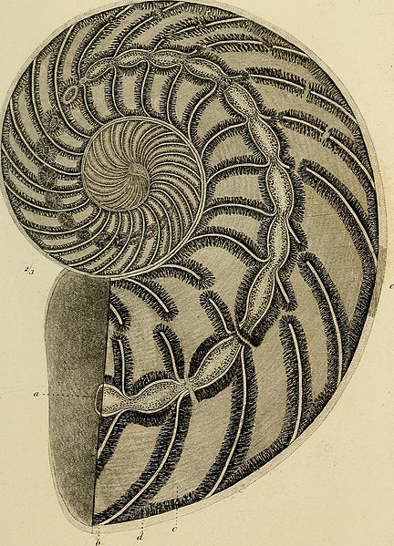 File:Geology and mineralogy considered with reference to natural theology (1836) (14761664146).jpg