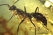 G. orientalis worker Gerontoformica orientalis IGRBU001 profile.jpg