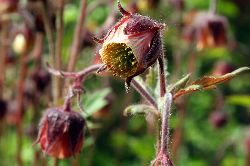 File:Geum.jpg