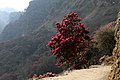 Ghorepani-Tadapani-76-Rhododendron-2013-gje.jpg