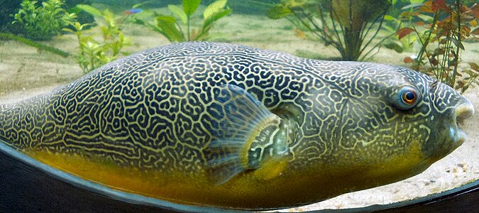 fugu fish teeth