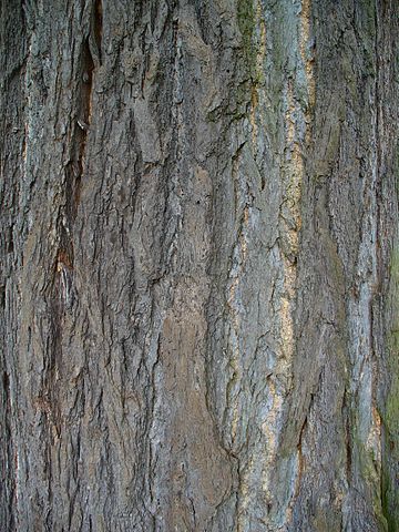 Bark