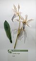 Glass Flowers - Laelia crispa (00461).jpg