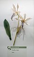 * Nomination Glass Flowers at the Harvard Museum of Natural History - Laelia crispa --Rhododendrites 01:44, 19 July 2022 (UTC) * Promotion  Support Good quality. --Tagooty 02:50, 19 July 2022 (UTC)