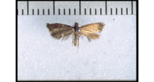 Glyphipterix octonaria holotype.png