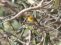 Golden Bush Robin (Male) I2 IMG 3435.jpg