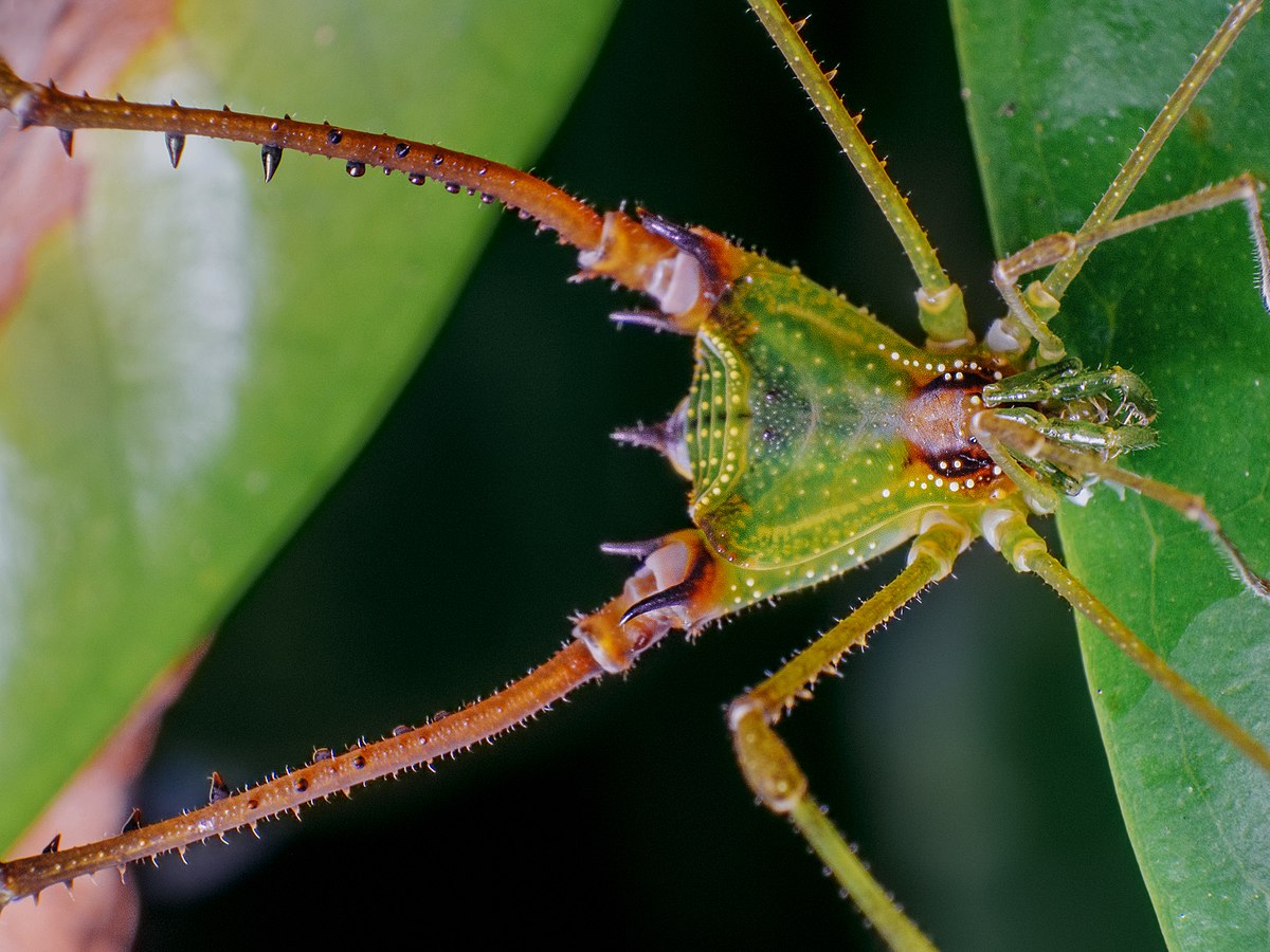 Superfamily Gonyleptoidea · iNaturalist