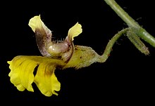 Goodenia microptera - Flickr - Kevin Thiele (2).jpg