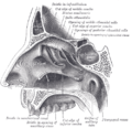 Lateral wall of nasal cavity. (Conchae removed to reveal openings in wall.)