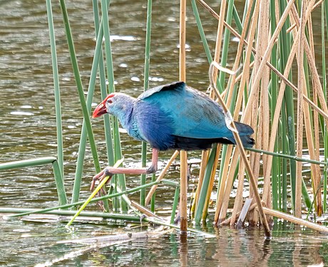 Gray-headed swamphen, Green Cay wetlands