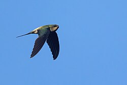 Grey-rumped Treeswift 0A2A6147.jpg