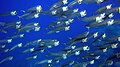 File:Group of fish near the beach of Sharm El Naga.jpg