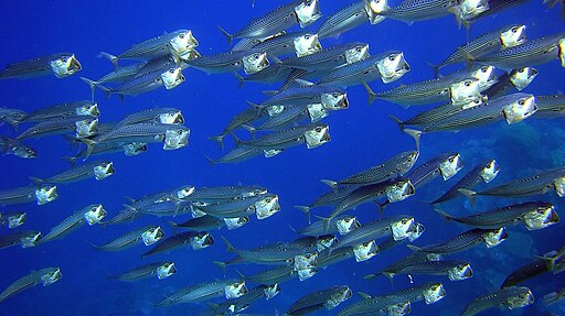 Group of fish near the beach of Sharm El Naga