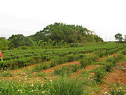 位於龜山區桃11線旁的茶園是茶農們在林口臺地種植的農作物