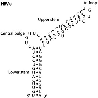 <span class="mw-page-title-main">HBV RNA encapsidation signal epsilon</span>