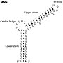 Thumbnail for HBV RNA encapsidation signal epsilon