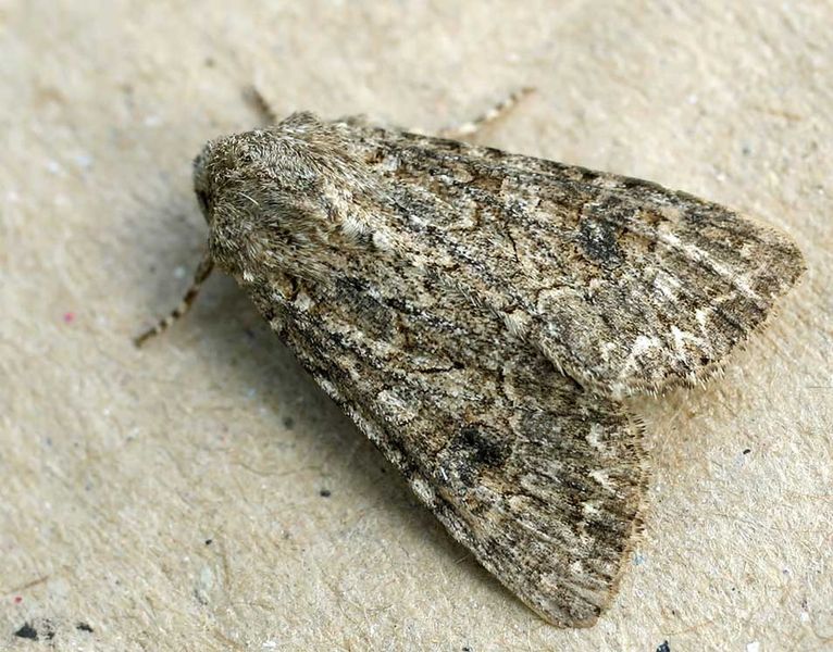 File:Hadula trifolii01.jpg