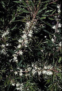 <i>Hakea florida</i> Species of shrub in the family Proteacea endemic to Western Australia