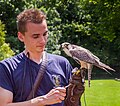 * Nomination Saker falcon (Falco cherrug), Tierpark Hellabrunn, Munich, Germany --Poco a poco 18:54, 17 April 2019 (UTC) * Promotion The noise could be reduced a bit IMO --Ermell 19:03, 17 April 2019 (UTC)  New version --Poco a poco 19:13, 18 April 2019 (UTC)  Support Much better. --Ermell 12:35, 19 April 2019 (UTC)