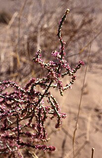 <i>Hammada</i> (plant) Genus of flowering plants