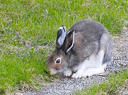 Hare Hare (20300967221).jpg