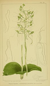 plate 24 Habenaria kraenzliniana