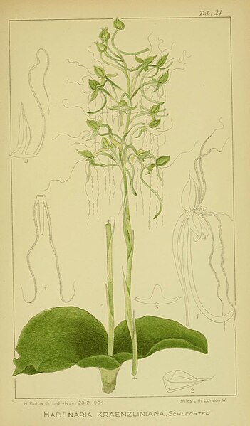 File:Harry Bolus - Orchids of South Africa - volume III plate 024 (1913).jpg