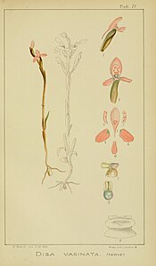 plate 71 Disa vaginata