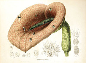 Descrierea imaginii Helicodiceros muscivorus00.jpg.