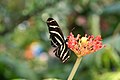 Heliconius charitonius Artis, Zoo