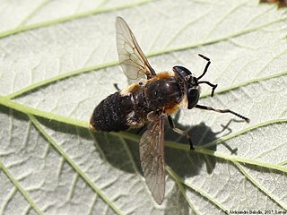<i>Heptatoma</i> Genus of flies