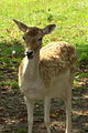 Fallow Deer