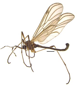 <i>Hesperinus</i> Genus of flies