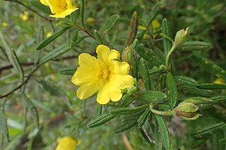 <i>Hibbertia furfuracea</i> Species of flowering plant