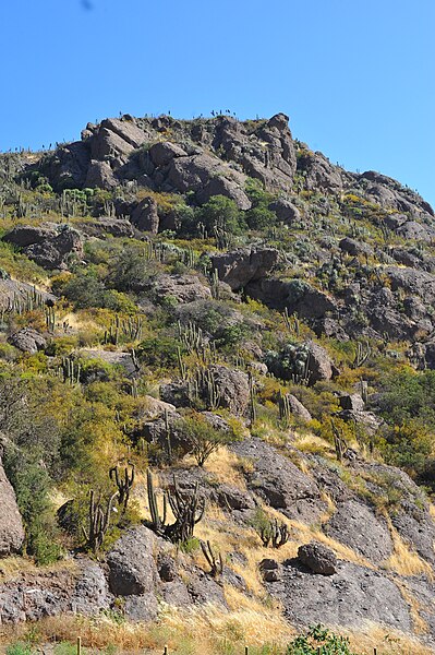 File:Hillside With Cacti (45991536992).jpg