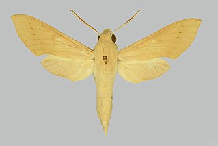 <i>Hippotion psammochroma</i> species of insect