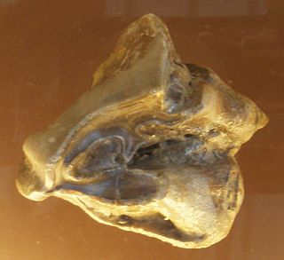<i>Hispanotherium</i> Extinct genus of mammal