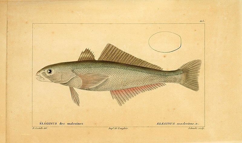 File:Histoire naturelle des poissons (Pl. 115) (7950008612).jpg