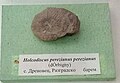 en:Holcodiscus perezianus perezianus (d'Orbigny) en:Barremian, Drenovets, en:Razgrad Province at the Sofia University "St. Kliment Ohridski" Museum of Paleontology and Historical Geology