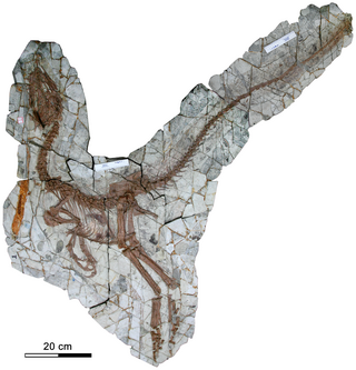 <i>Sinocalliopteryx</i> Extinct genus of dinosaurs